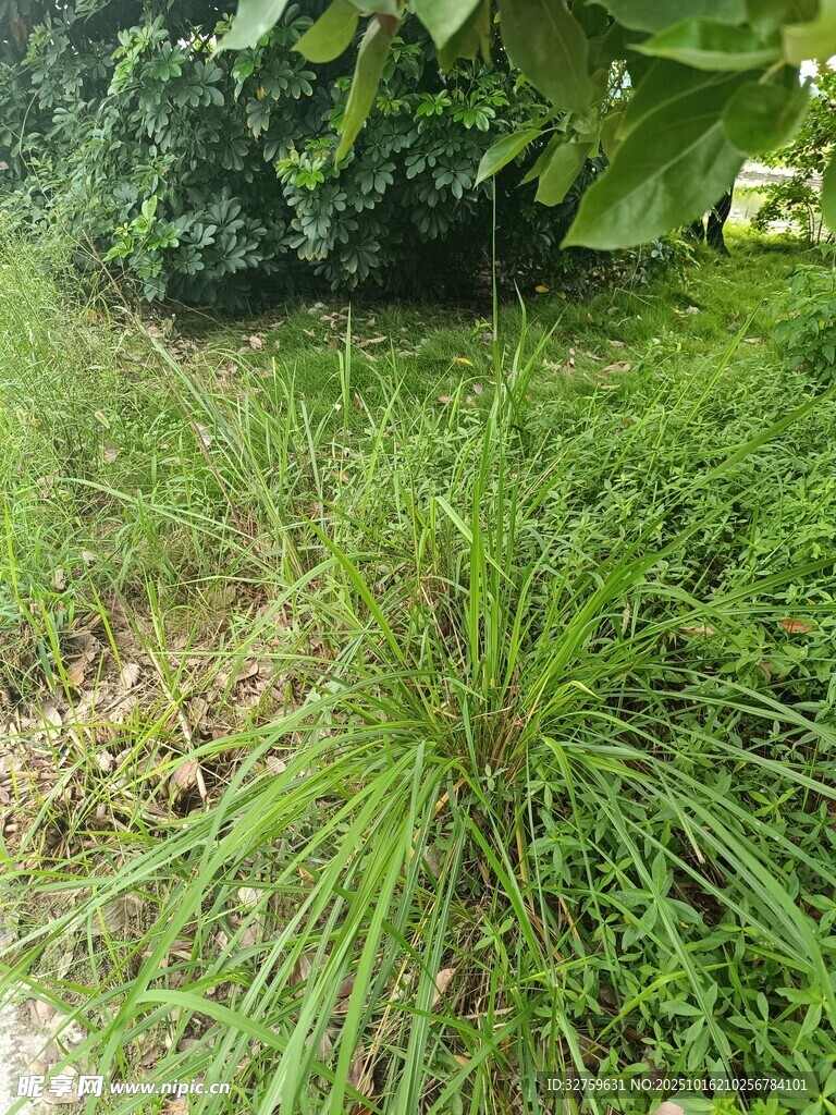 野外茂密草丛景象