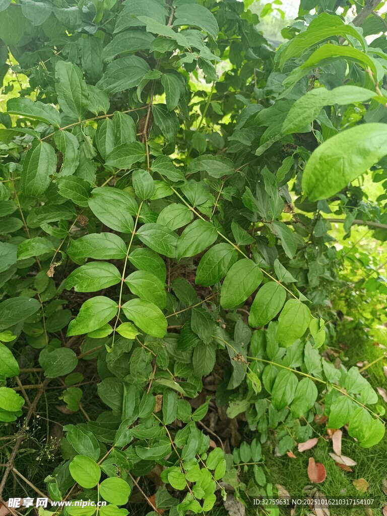 繁茂绿叶植物景象