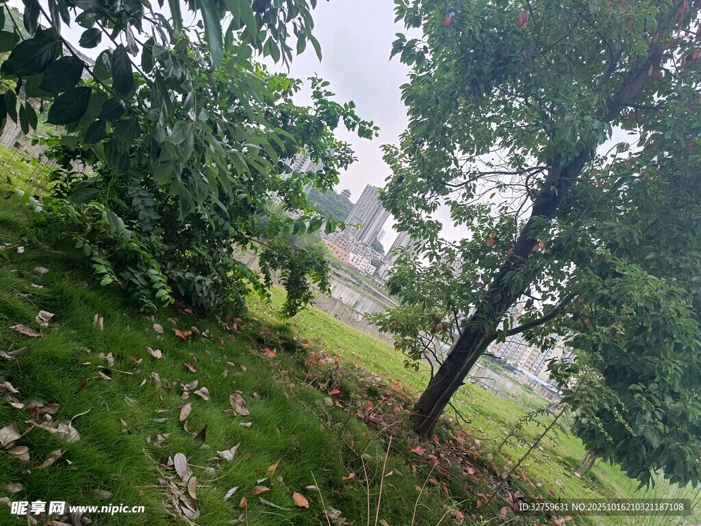 绿意盎然的户外树木景观