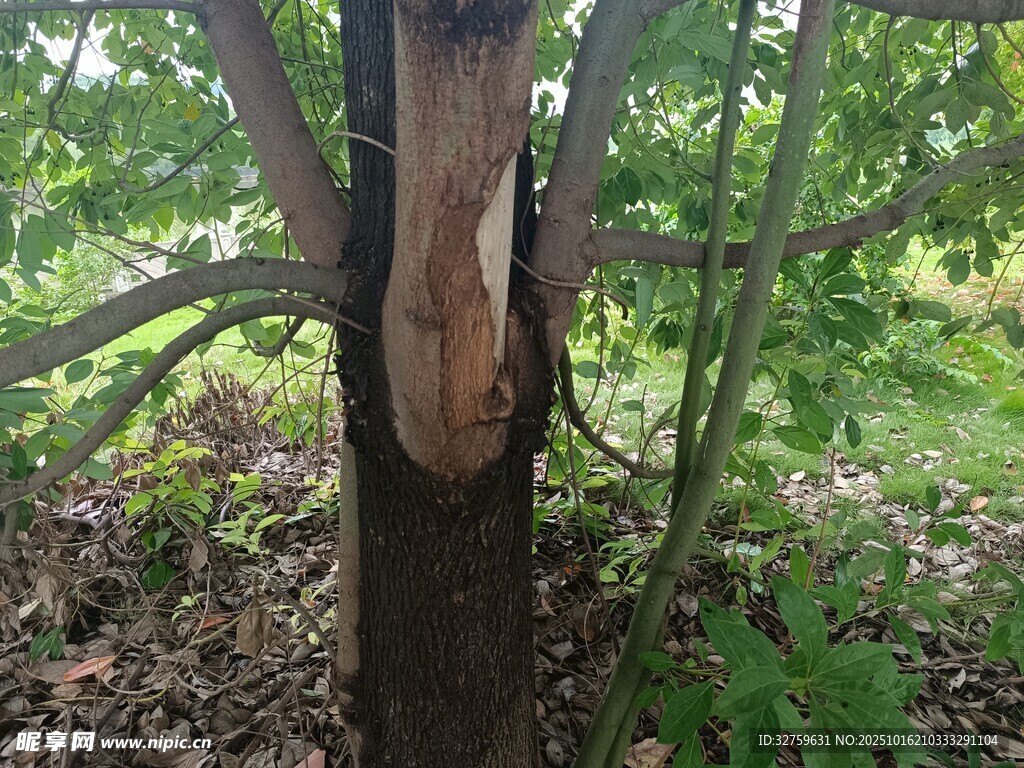 树干遭破坏的林间景象