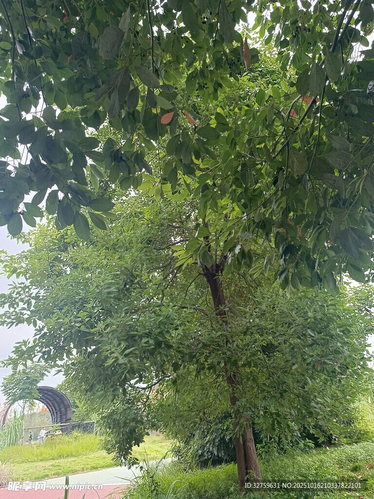 绿树成荫的户外景致