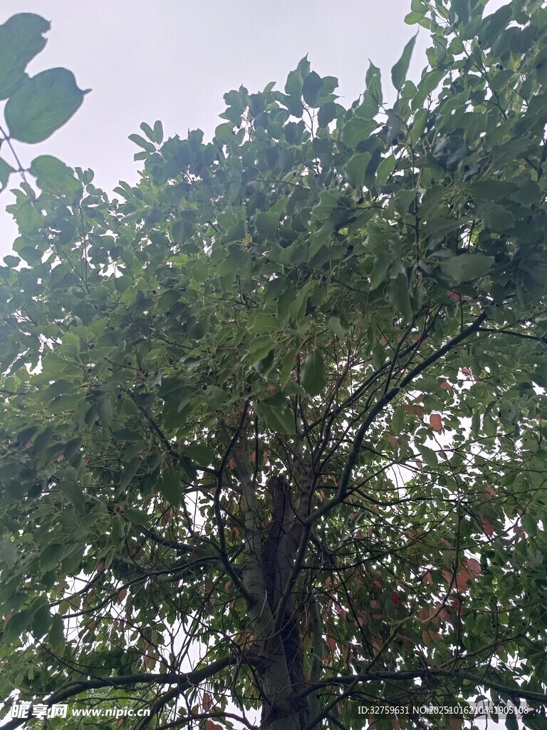 茂盛绿树展现自然生机