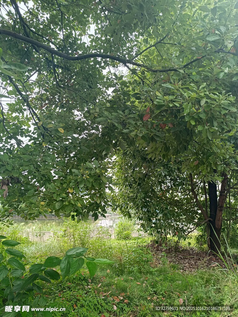 林间绿意盎然的自然景致