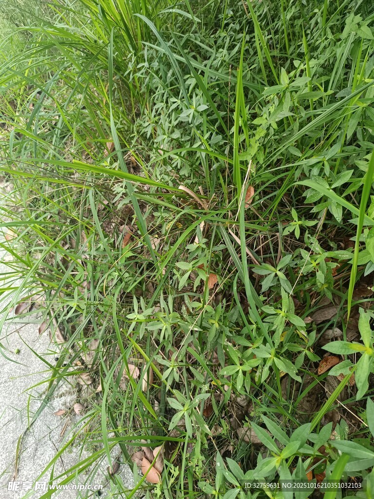 路边繁茂的绿色野草