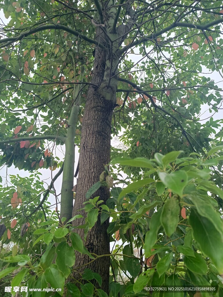 高大繁茂的树木景观