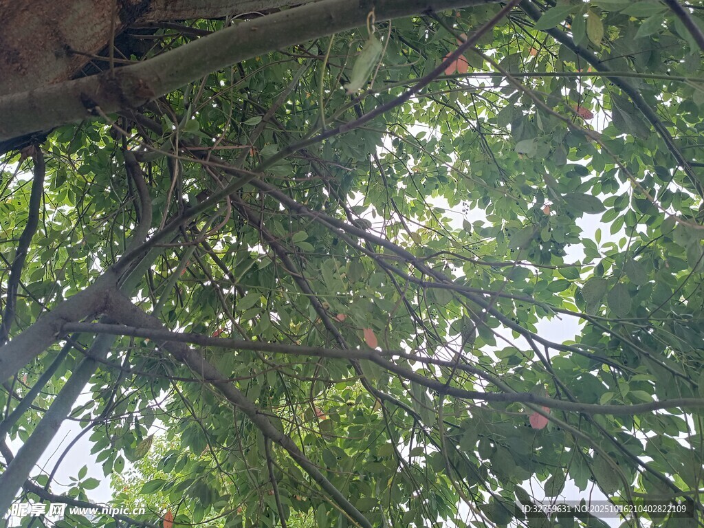 茂密林间枝叶繁茂景象