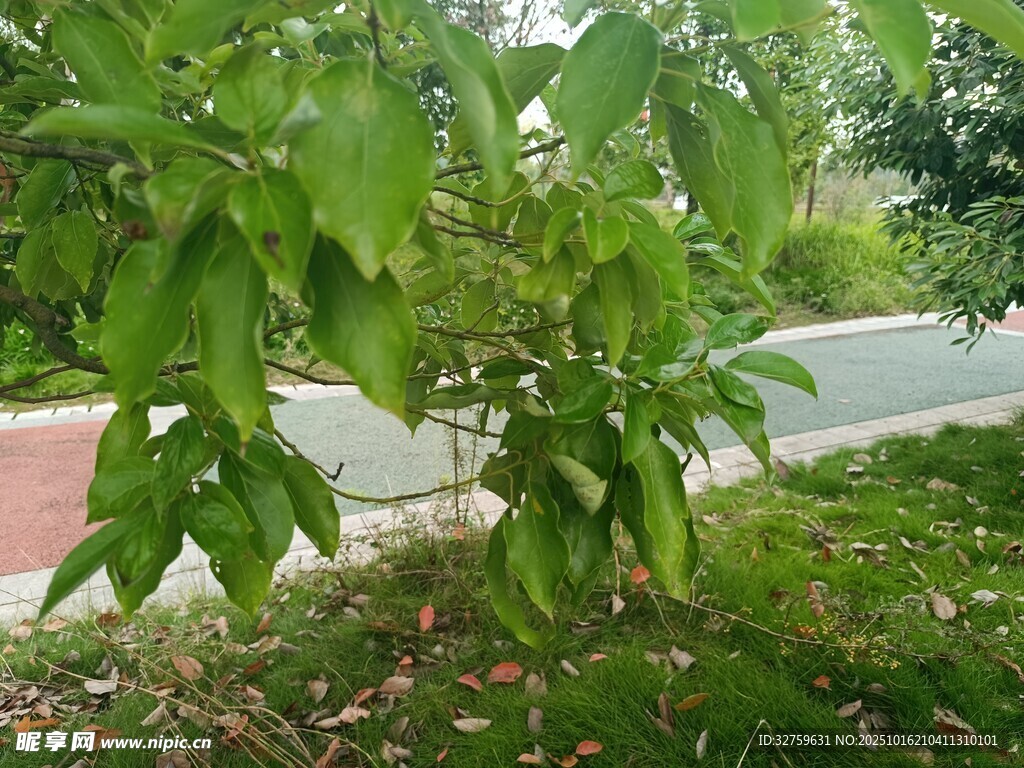 路边绿叶繁茂的植物