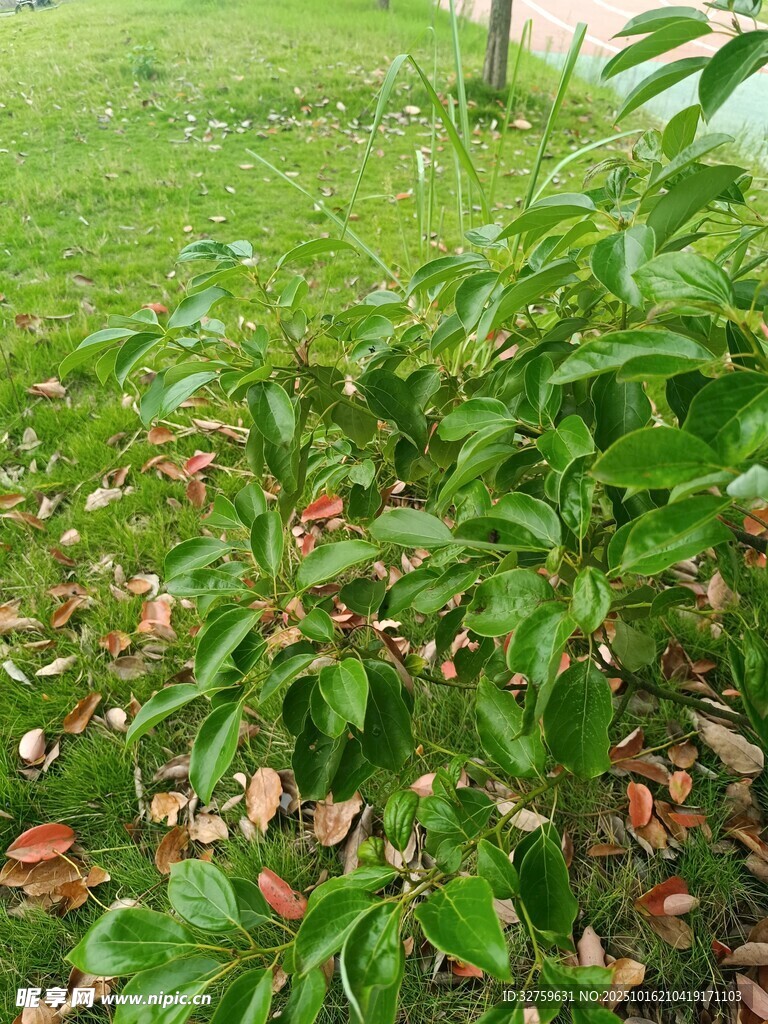 绿叶繁茂的地面植物景观
