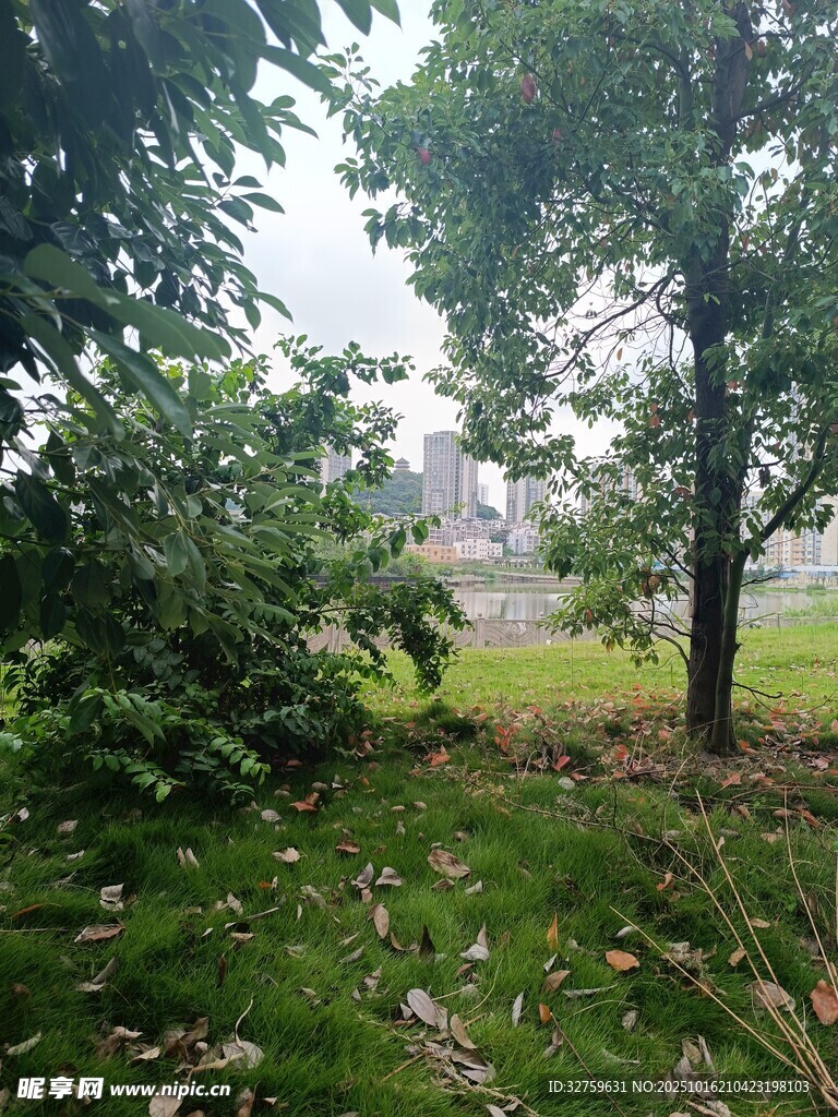 林间草地风景