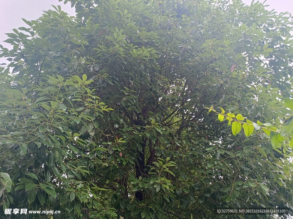 茂盛绿树 