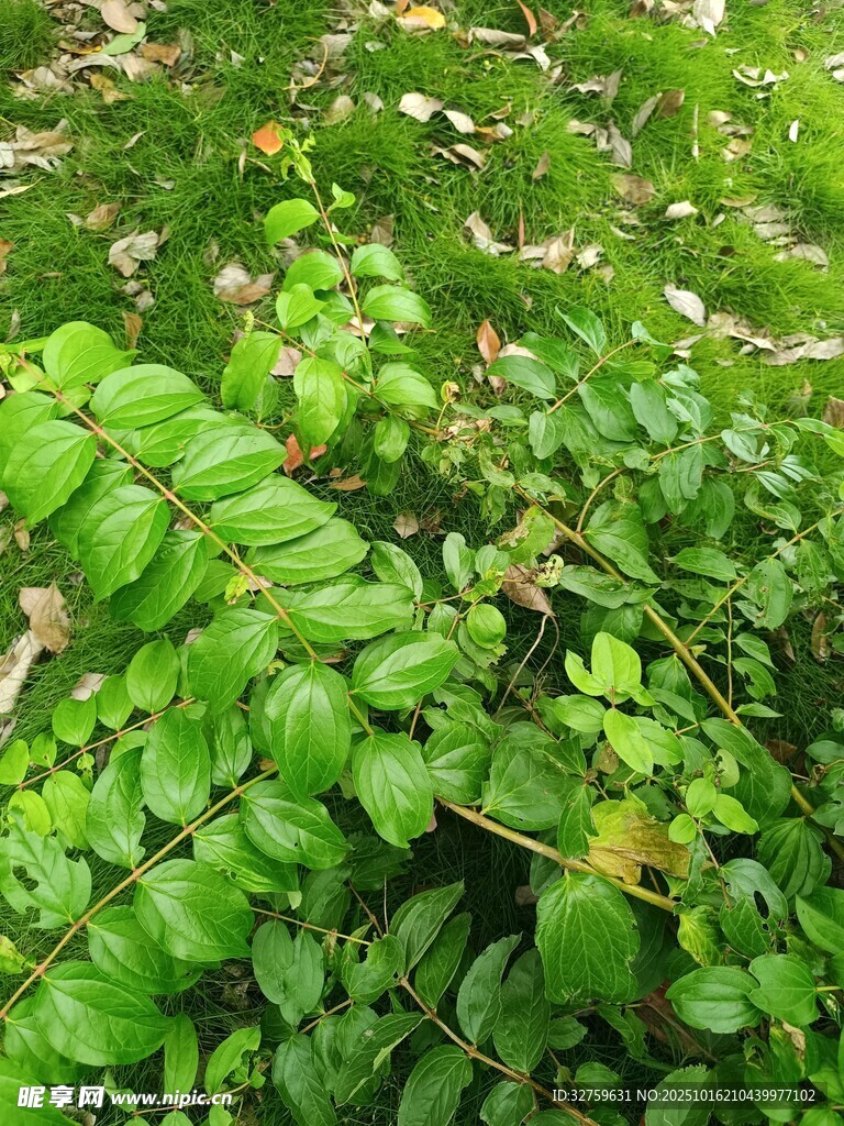 翠绿繁茂的地面绿植景观