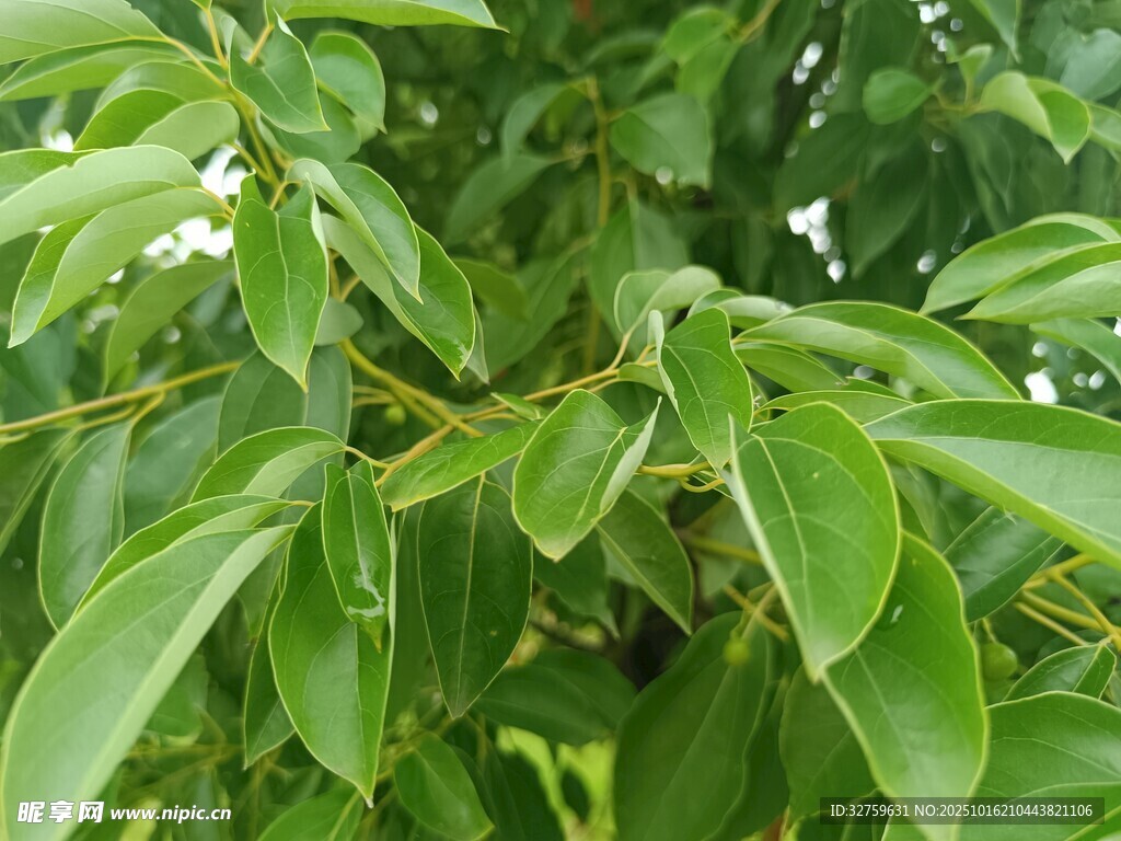 翠绿枝叶特写