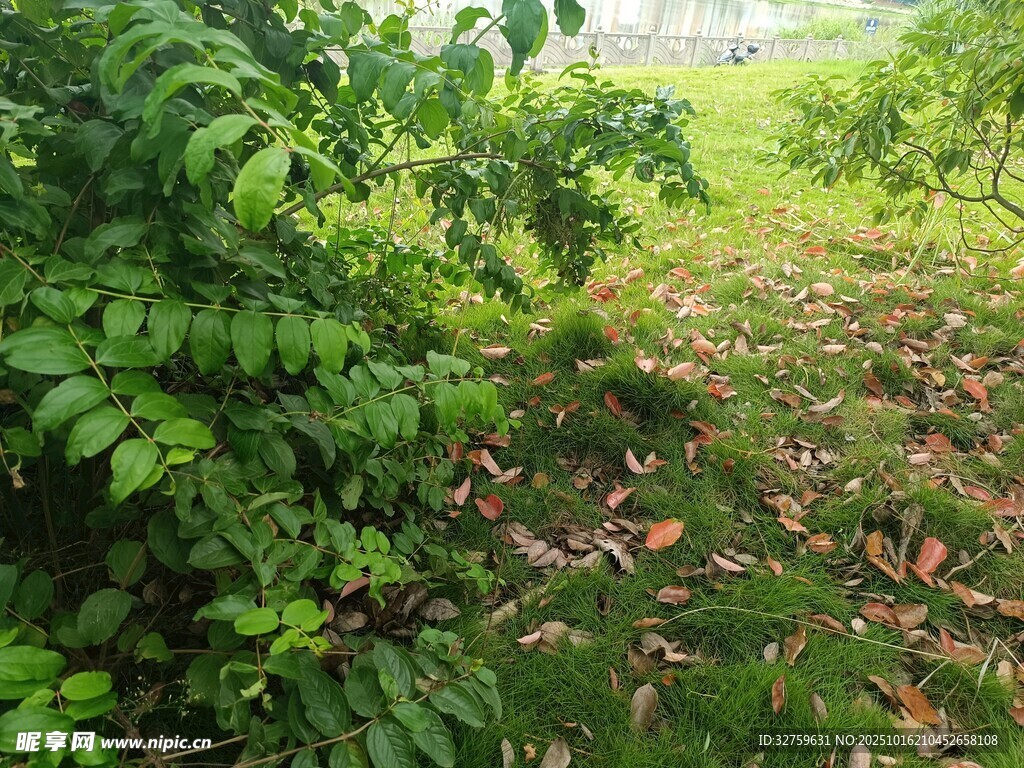 绿意盎然的林间小径