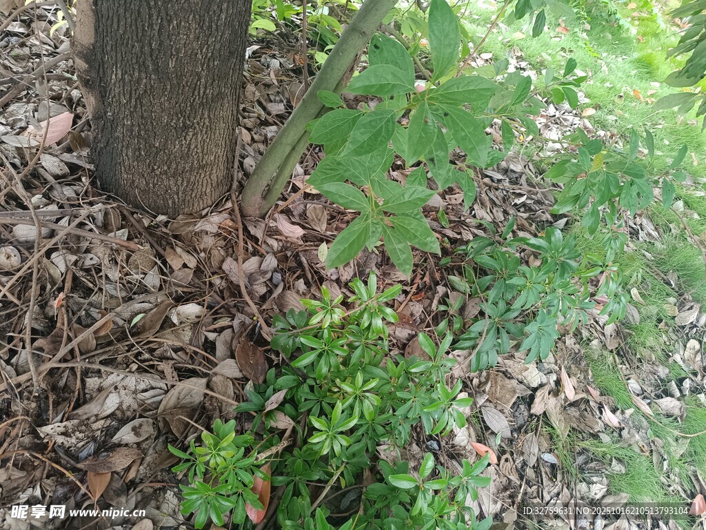 树下绿植景象