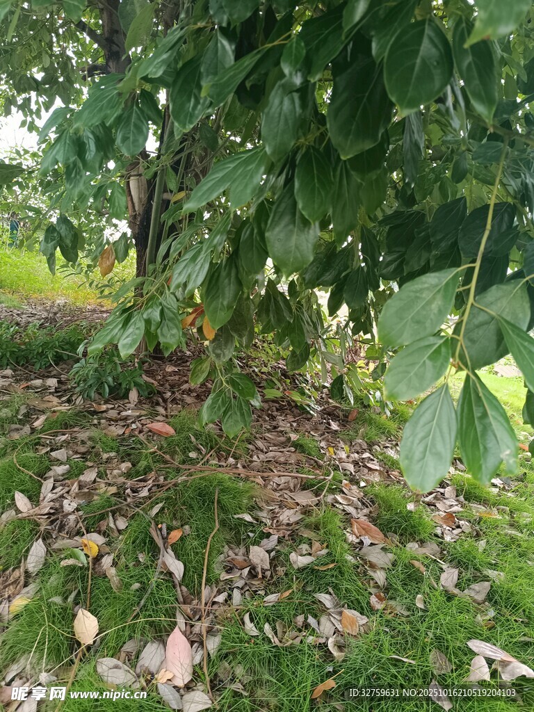 林间落叶覆盖的地面景象