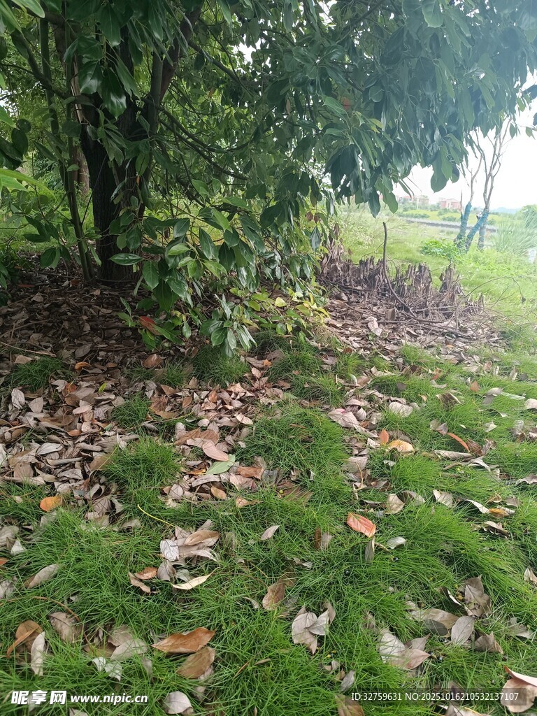 林间草地落叶景象