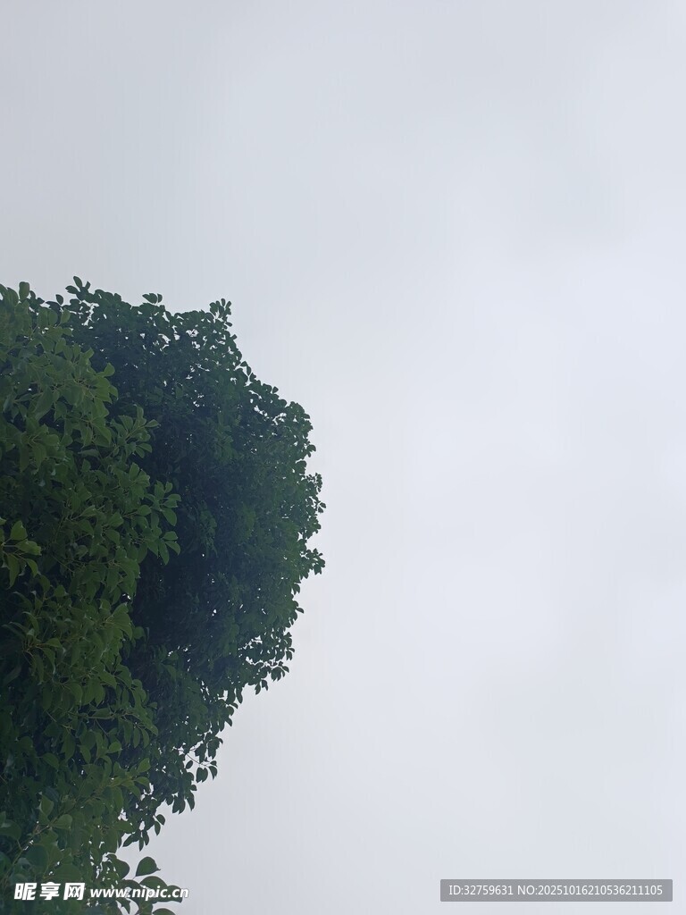 仰视茂密树冠