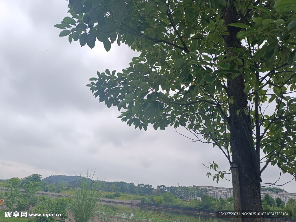 乡村绿树风景