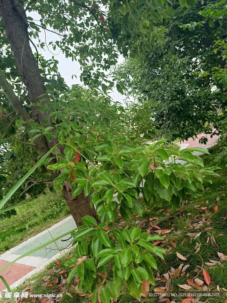 绿意盎然的林间植物景观