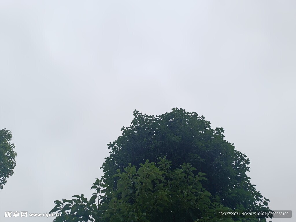 仰视茂密树冠