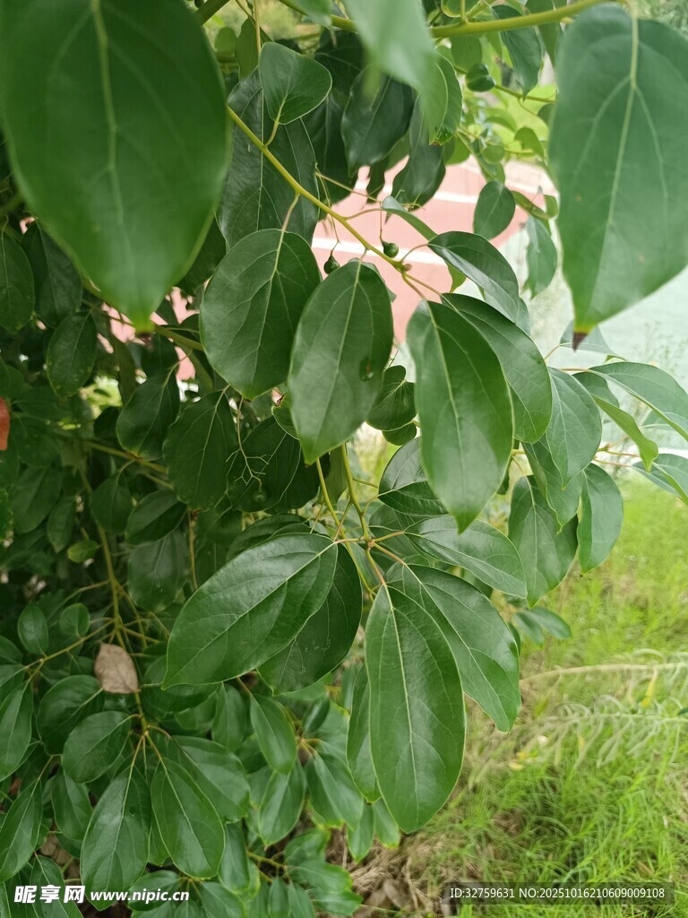 绿叶间的粉嫩花朵