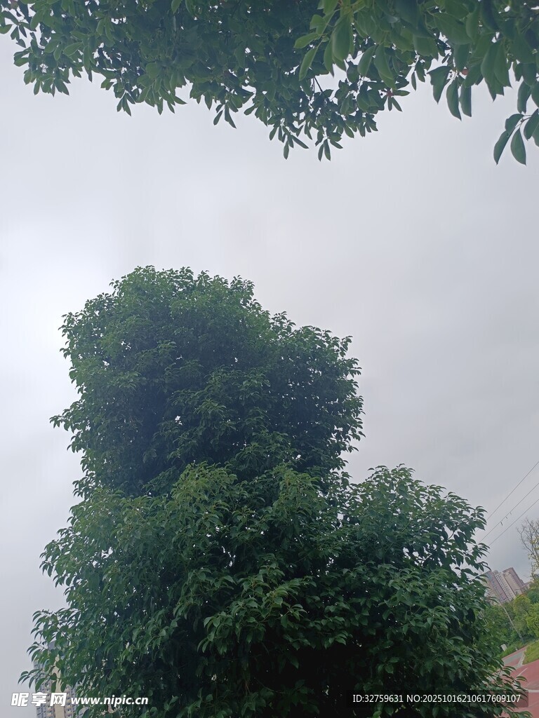高耸绿树 