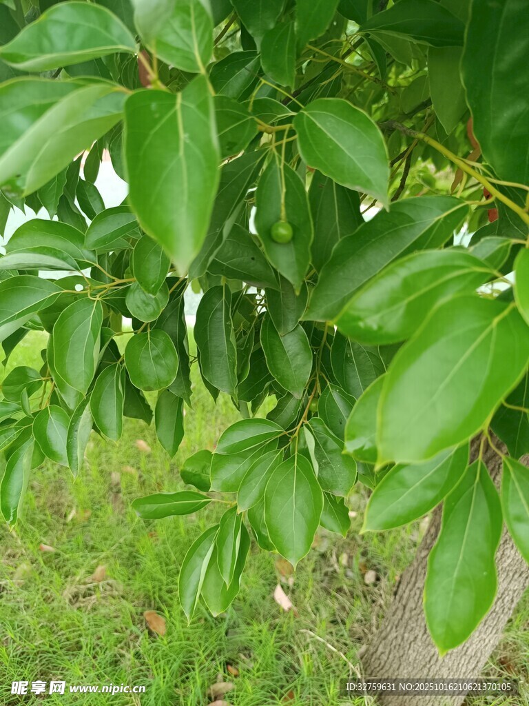 翠绿树叶特写