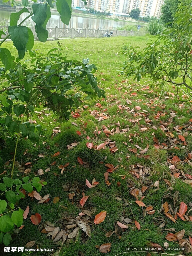 草地落叶与绿植景观