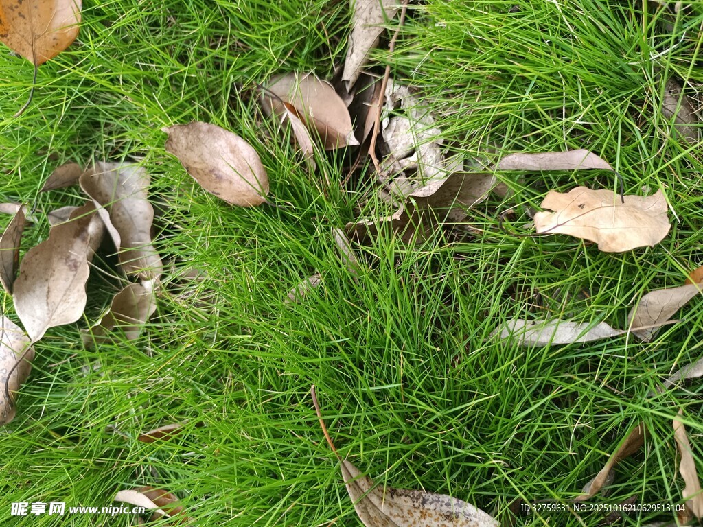 草地上的蘑菇与枯叶