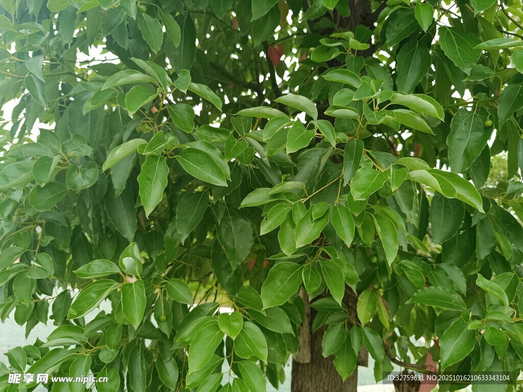 绿叶繁茂的树木