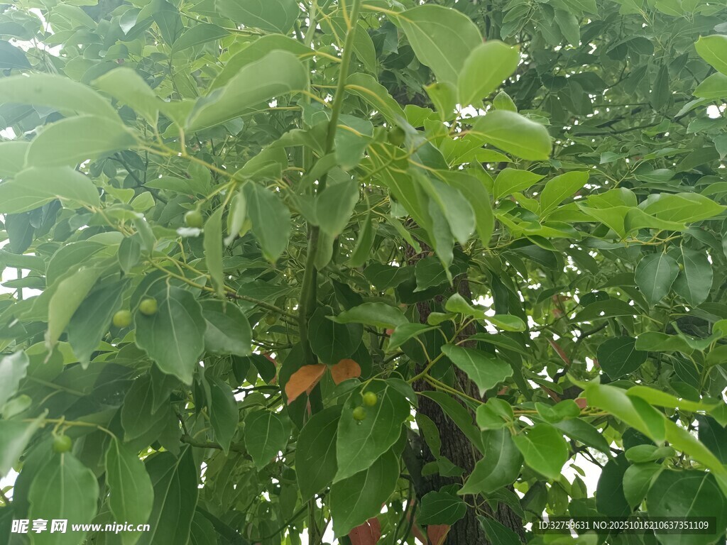 绿叶繁茂的树木