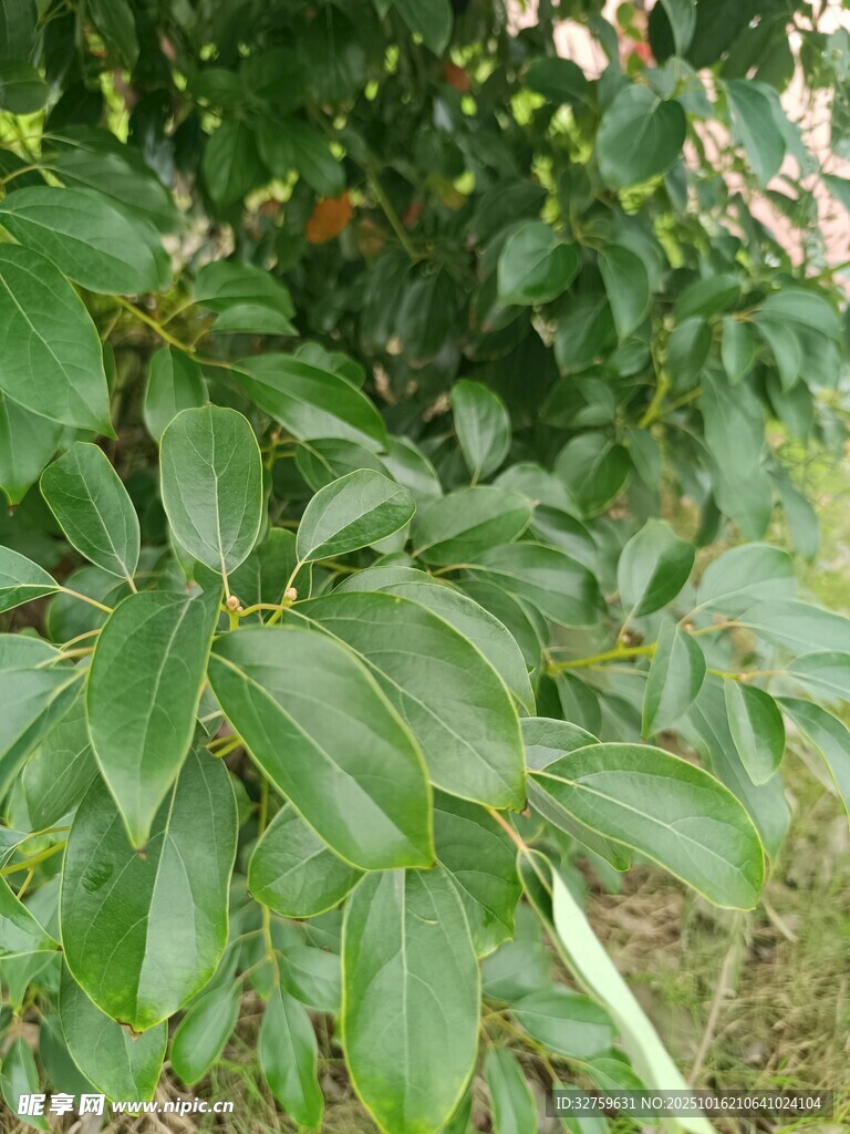 翠绿繁茂的植物枝叶