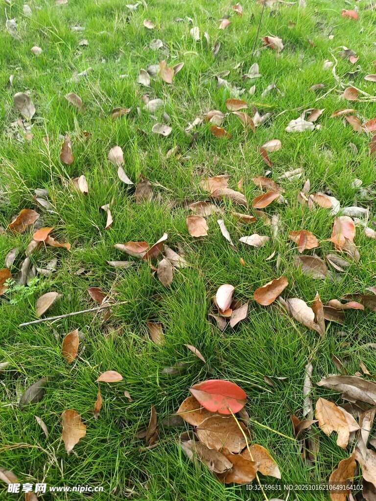 草地上散落的多彩秋叶