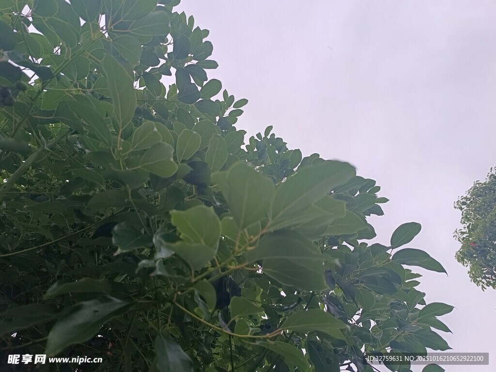 繁茂绿树 