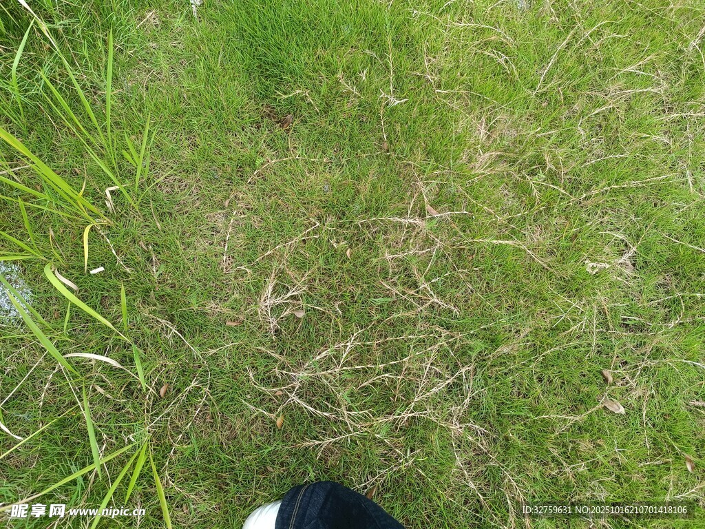 草地中的黑色物体