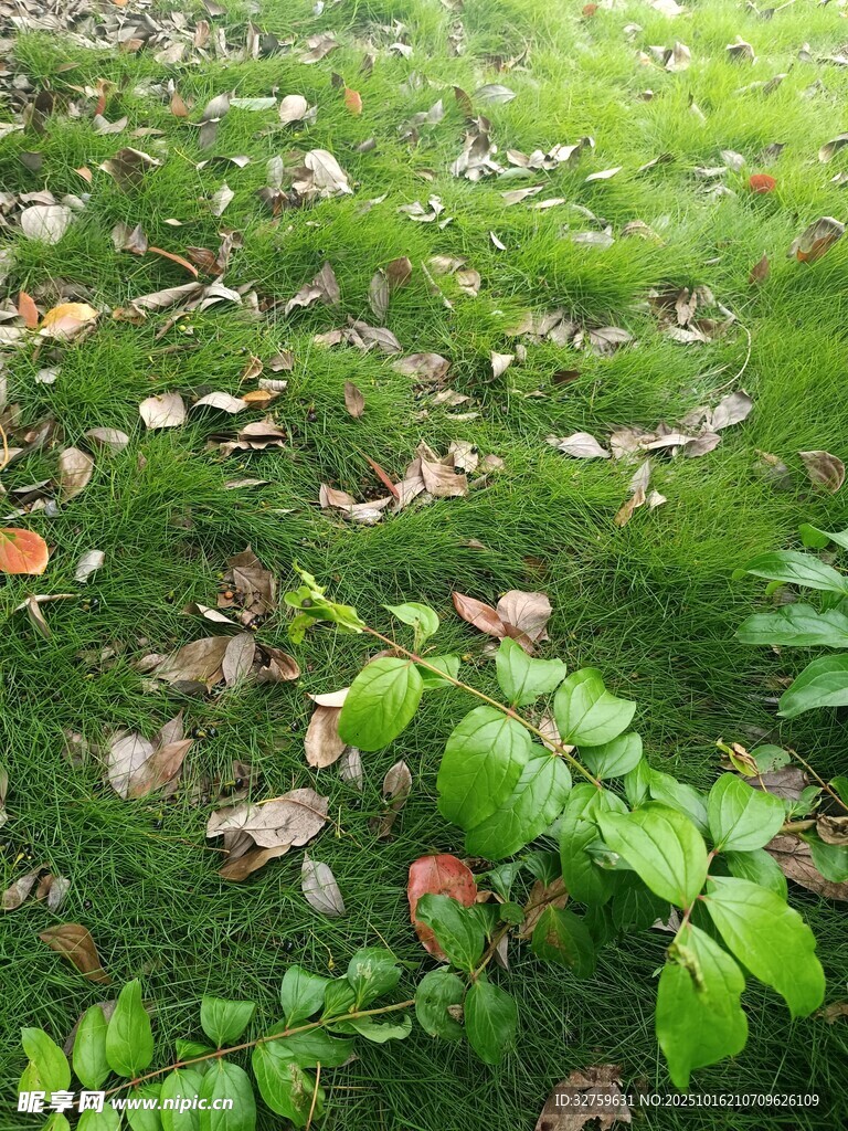 绿意盎然的草地与落叶