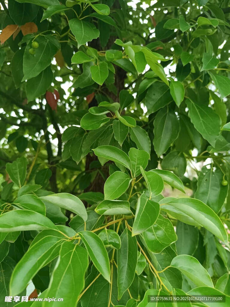 翠绿繁茂的枝叶景象