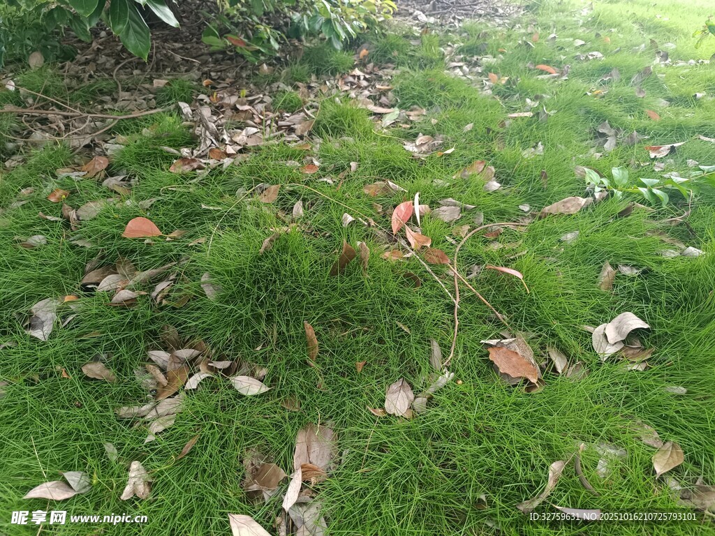 草地上的落叶与青苔