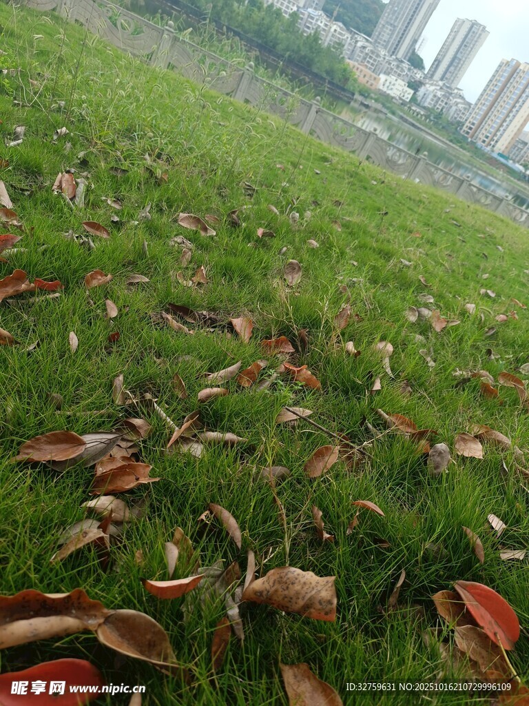 草地落叶景象