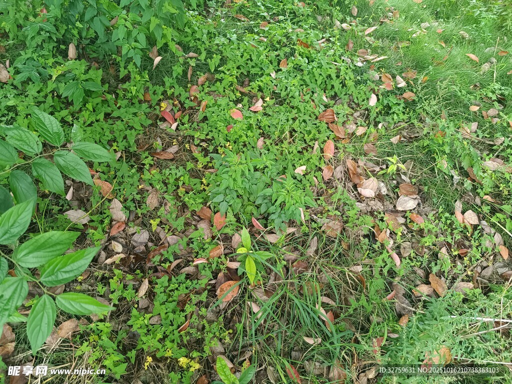 草地中的绿植与落叶