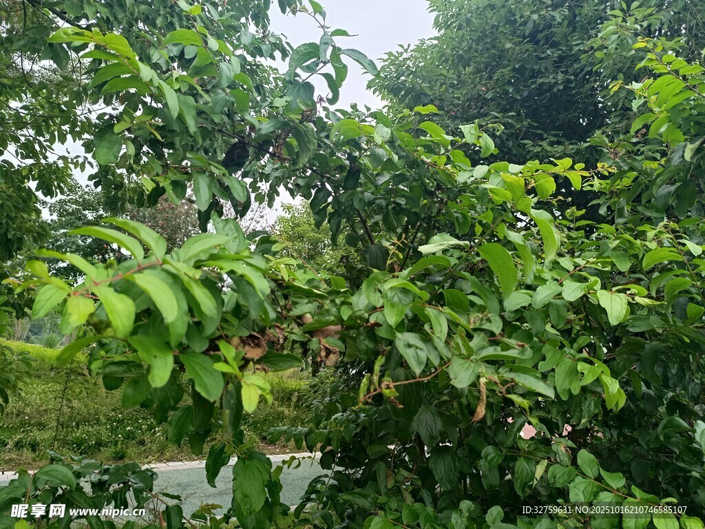 绿意盎然的葱郁植物景观