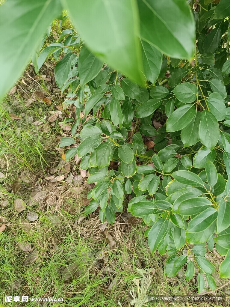 绿叶下的繁茂植物
