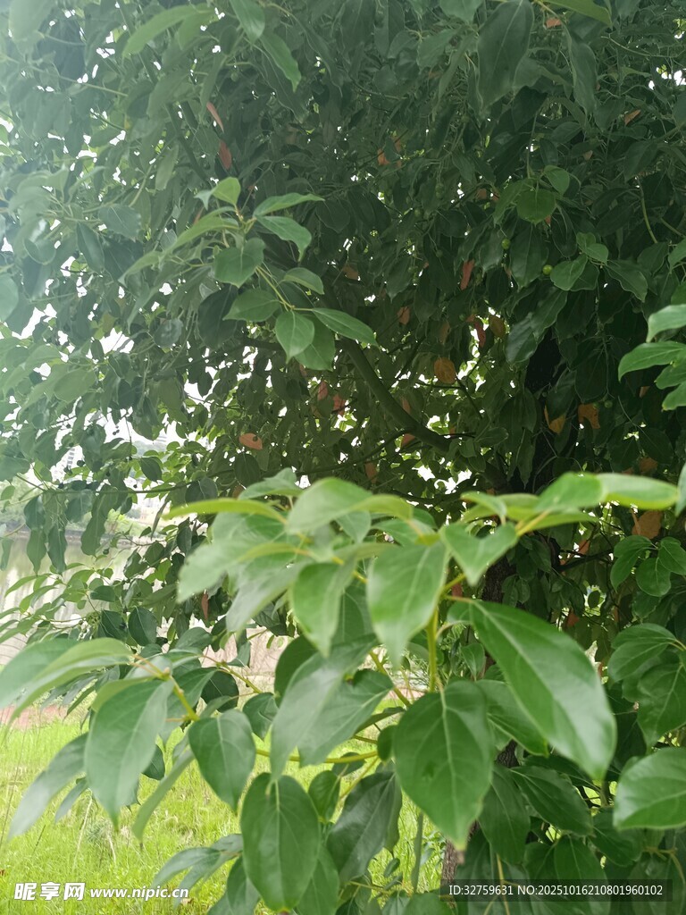 绿叶繁茂的清新植物景象