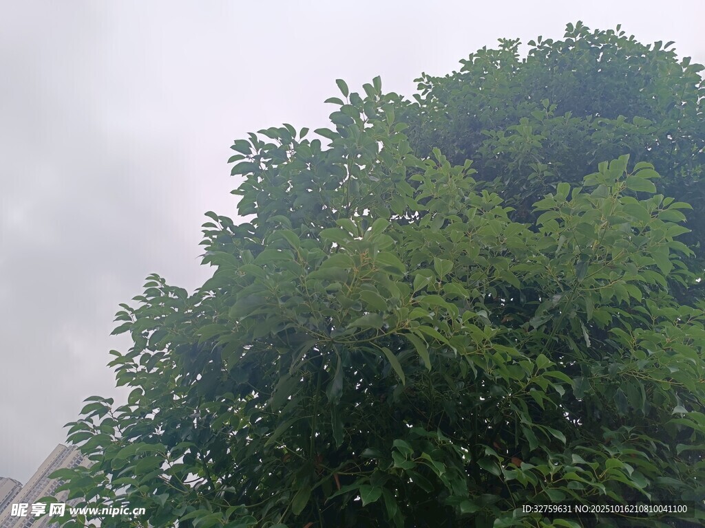 茂密绿树 