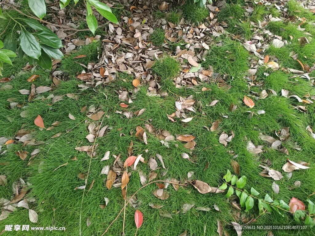草地落叶景象
