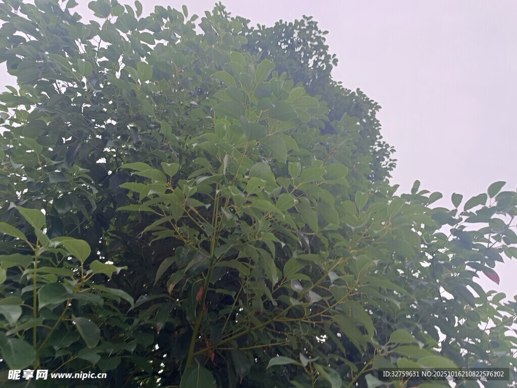 茂密绿树展现自然生机