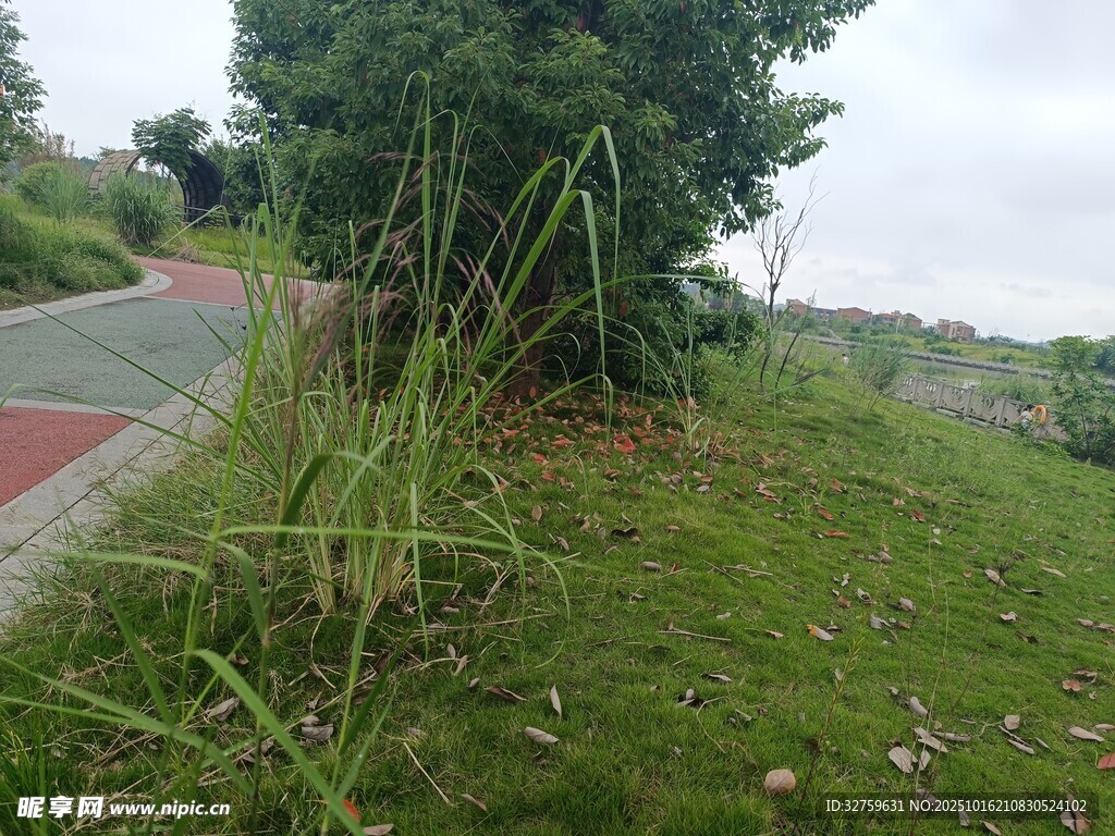路边草地绿植景观