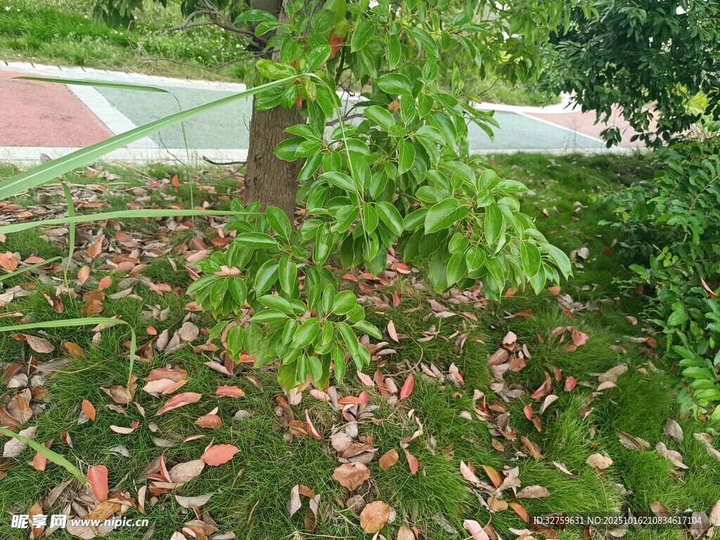 绿叶繁茂的户外植物景观