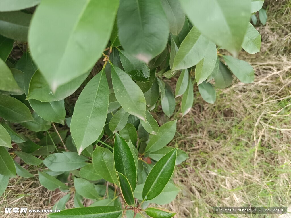 绿叶植物特写