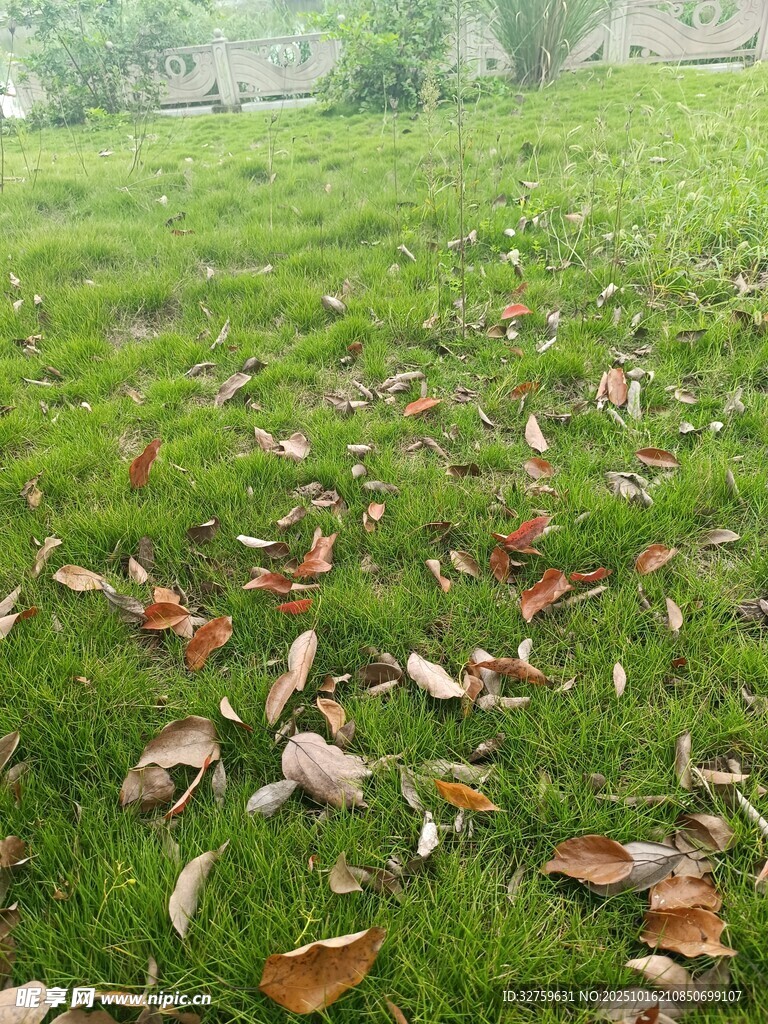 草地上散落的枯黄树叶